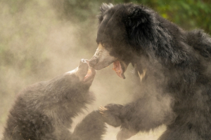 WATCH: Bear Rampage Forces Army Intervention…