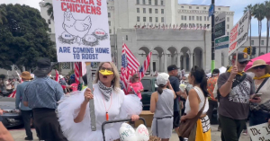Chicken Suit Protester GOES FERAL Clucking Through Crowd