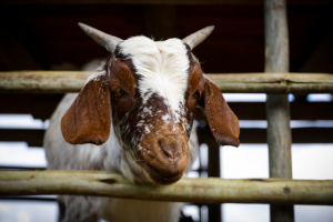 WATCH: Farmer KICKS Cougar To Save Goat