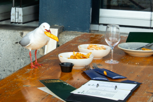 Pub BANS Refunds After Seagulls STEAL Customer Meals