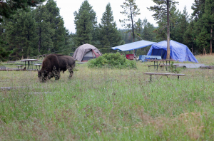 Bison ATTACKS Grandfather — Terrifying Video Captures It