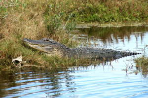 Deputy RACES to Save Woman from Alligator Attack