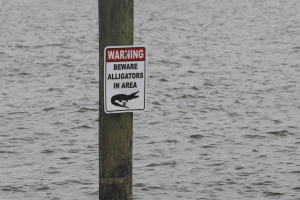 Gator MAULS Woman — Bystanders Race In