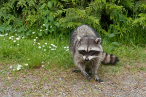 Seattle’s Most Famous TRESPASSER Strikes Again