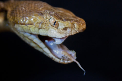 Close-up of a snake with open mouth.