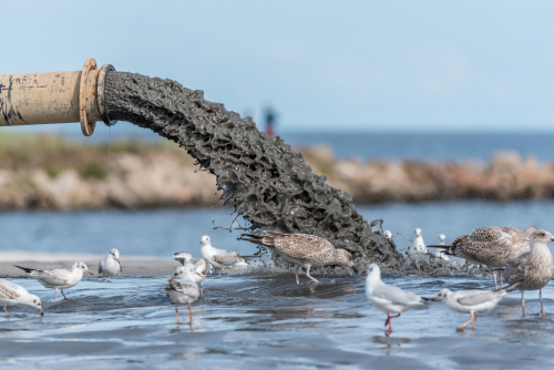Pipe discharging sludge into water, surrounded by seagulls.