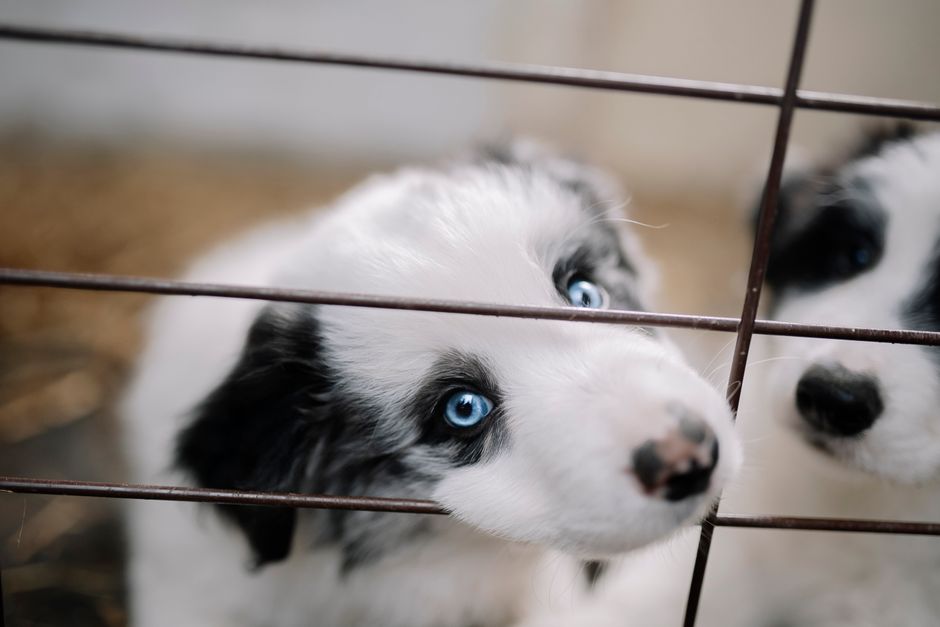 Featured image related to Stolen puppy Sherbert reunited with owner after weeklong investigation